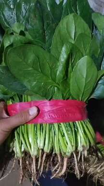邯郸精品菠菜 打捆  装箱  散装  产地直销  货源充足