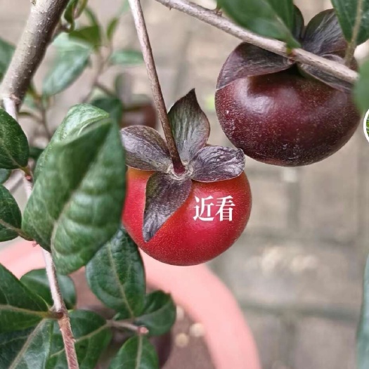 重庆市金弹子小品嫁接紫金丹一物一拍