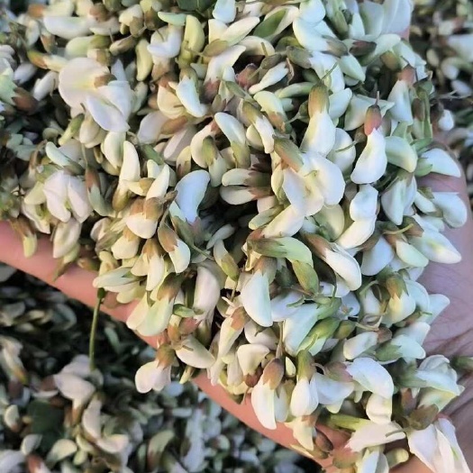 三门峡槐花