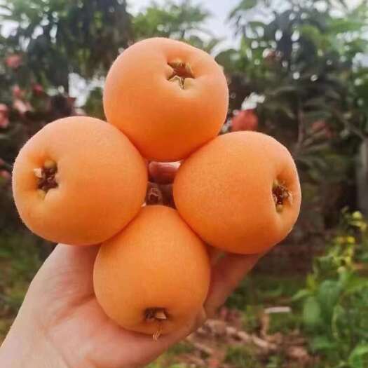 汉源县枇杷