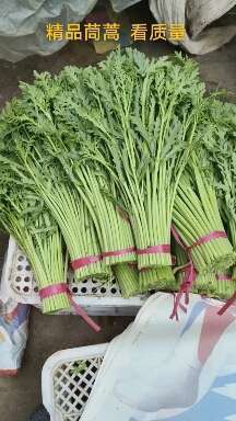 邯郸本地小茼蒿  支持任何包装  质量有保障