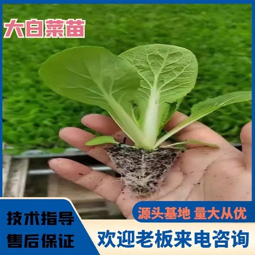 通海县白菜苗，质量保证，根系发达，无大根无病，成活率高，基地直发，