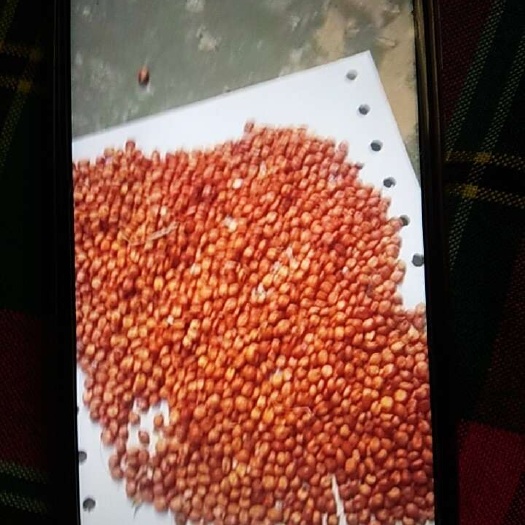 周口红缨子
