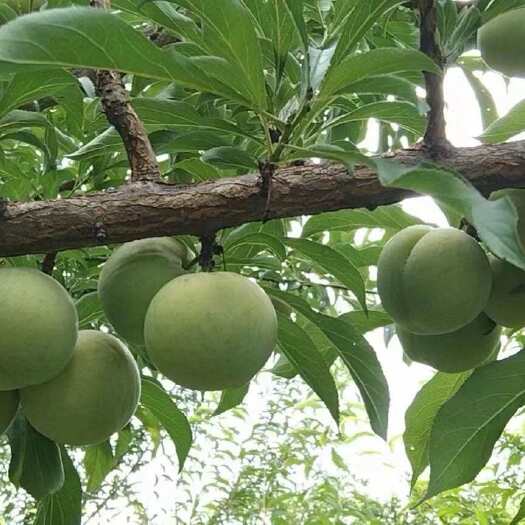  蜂糖李