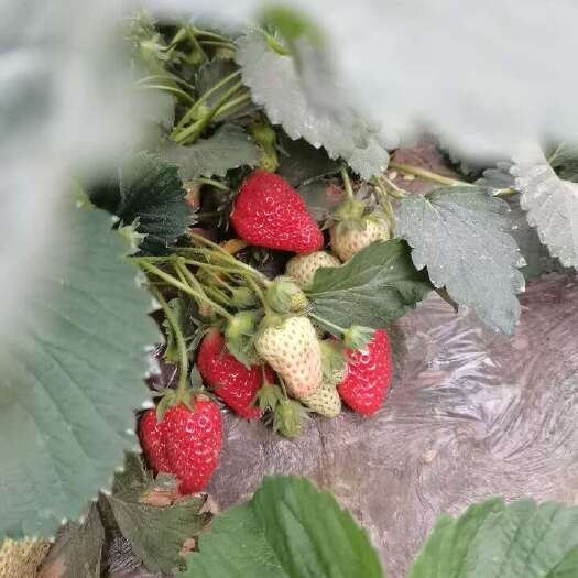 保定草莓