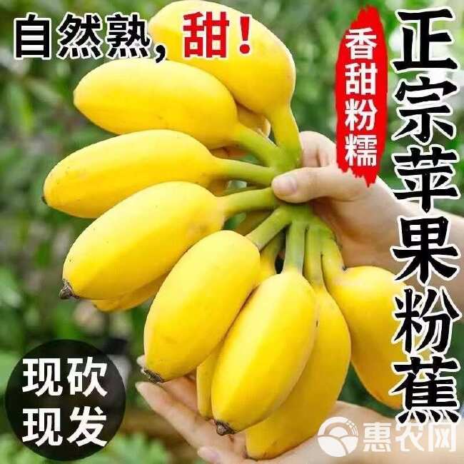 广东苹果蕉果园直发批发代发