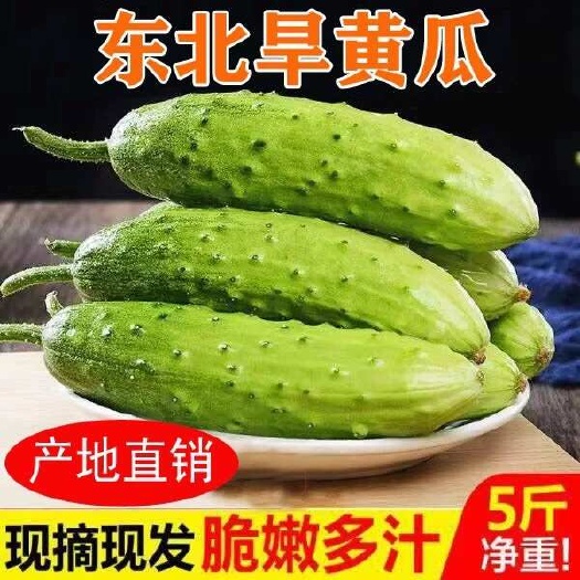 东北旱黄瓜净重5斤包邮