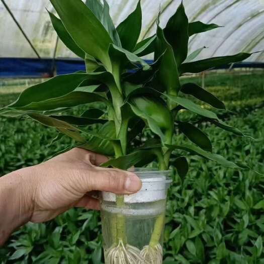 驱蚊竹 富贵竹平安竹 快递包邮