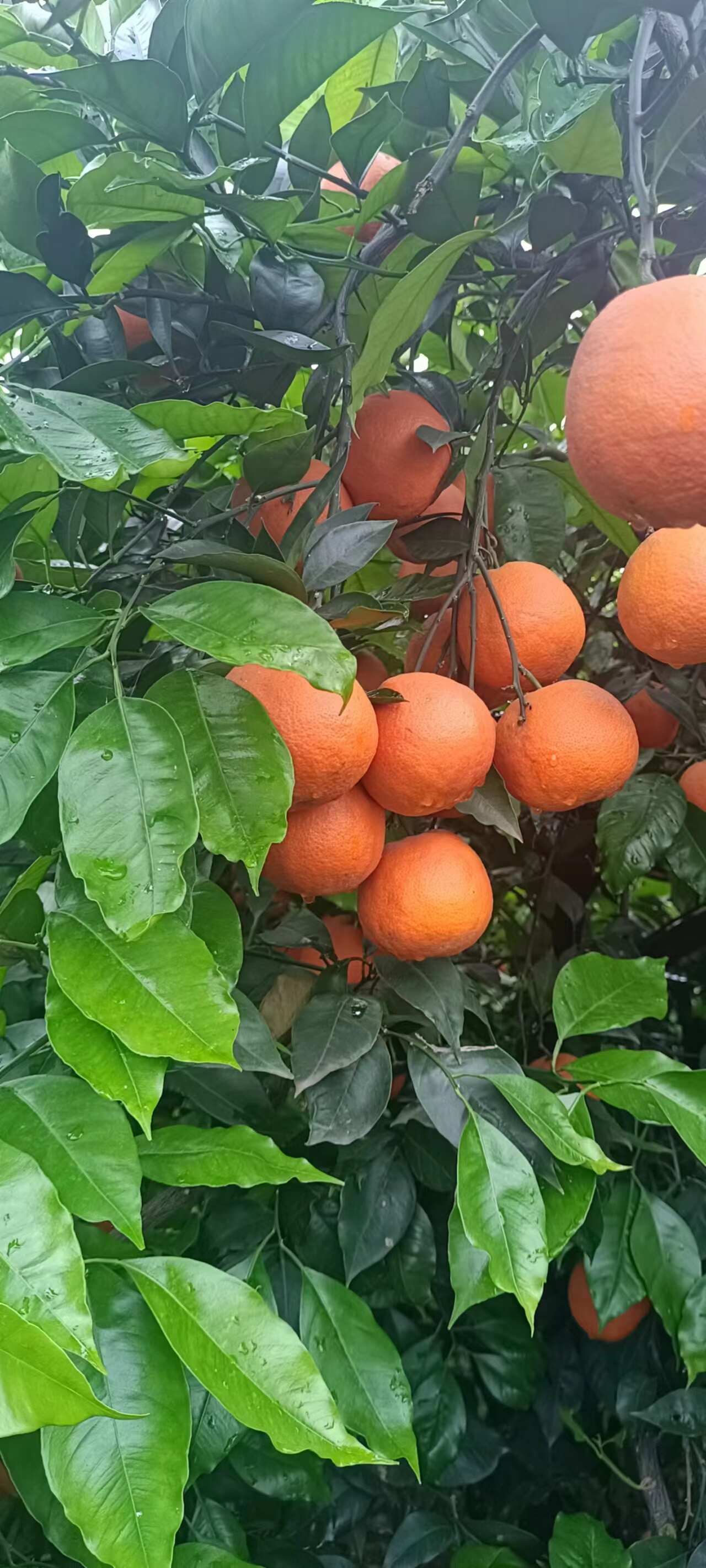 血橙