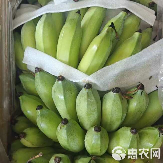 广东苹果蕉果园直发批发代发