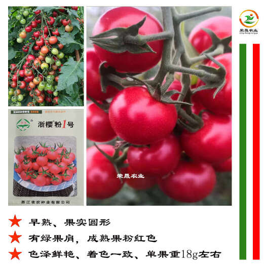 寿光市浙樱粉1号早熟水果小番茄种子 圆形樱桃圣女果粉红玲珑小番茄种