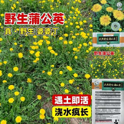 蒲公英种子原装蒲公英植物种籽盆栽种植蒲公英