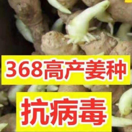 福建【脱毒368高/产姜种】教种植技术 亩产过万 包回收