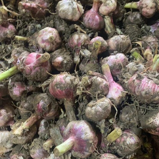 中牟县千店家中牟紫皮大蒜鲜蒜2万亩大量上市，欢迎咨询合作