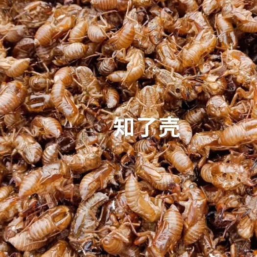  蝉蜕