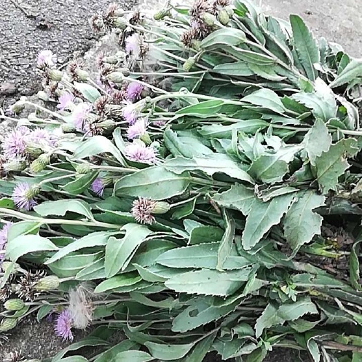 兴仁市刺儿菜