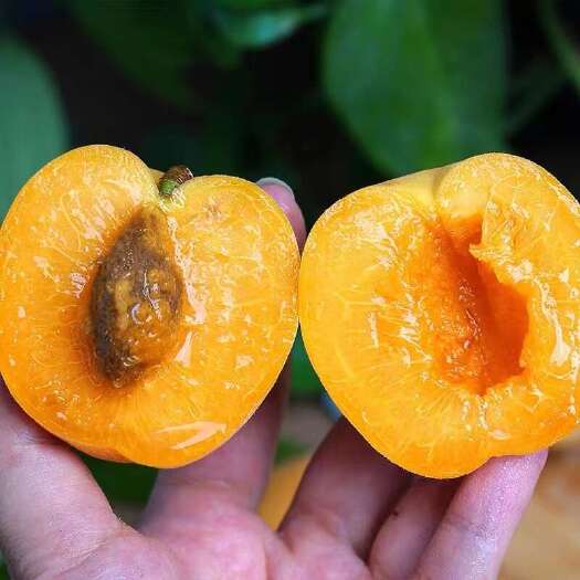 大黄杏，黄杏酸甜味金太阳杏2024年5月10日后上市