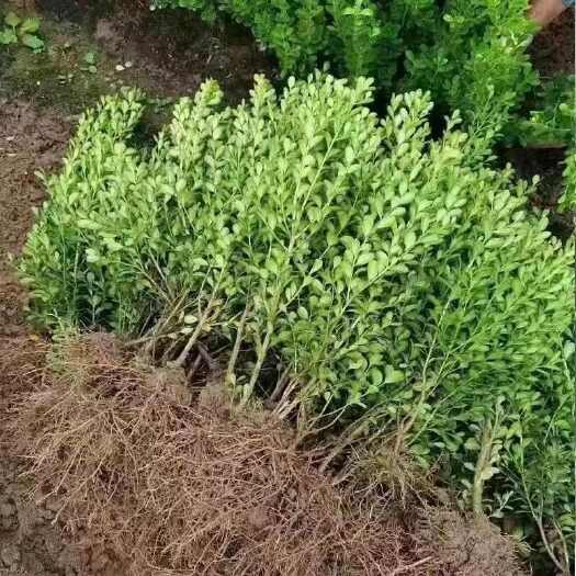 新沂市小叶黄杨 瓜子黄杨 毛球床苗 耐寒耐阴庭院绿化色块用苗