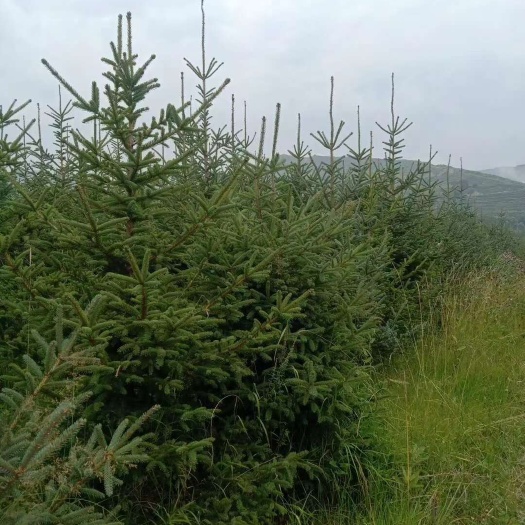 康乐县青海云杉1.5米起步定植云杉