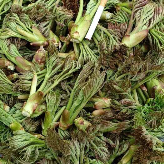 饶河县黑龙江刺嫩芽，黄瓜香，大货价格随行就市