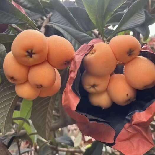 汉源县汉源五星枇杷