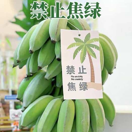 徐闻县禁止蕉绿带杆发货果园直发批发代发