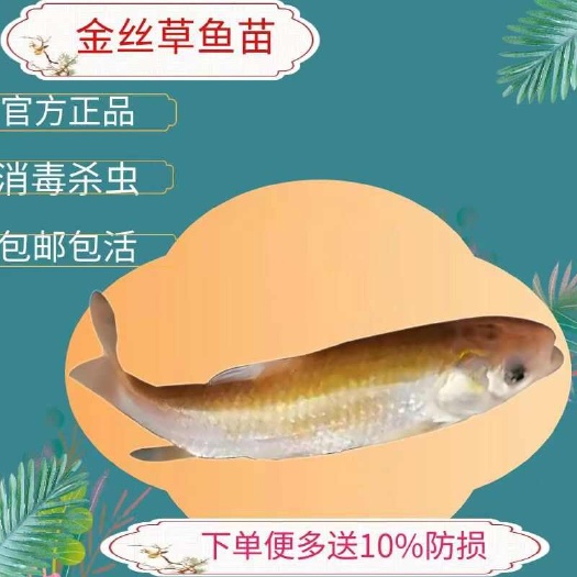 广州俄罗斯金丝草鱼观赏鱼大型热带观赏鱼大号黃金鯇魚观赏鱼家养食用
