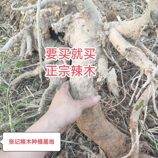 漳州新鲜辣木根现挖发货