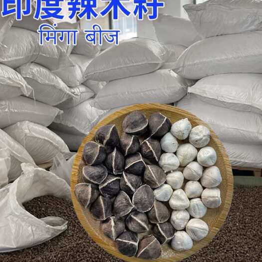 昆明辣木籽 印度辣木籽 非洲辣木籽规格齐全 机器和手工挑选批发