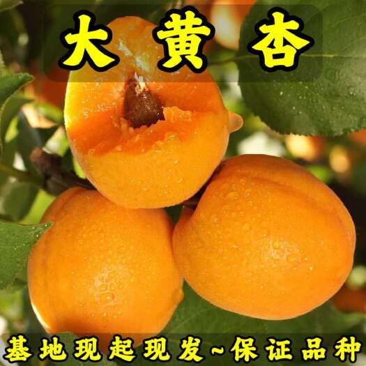 大黄杏树苗 产地现起现发 东北耐寒新品种杏树苗 辽宁果树苗