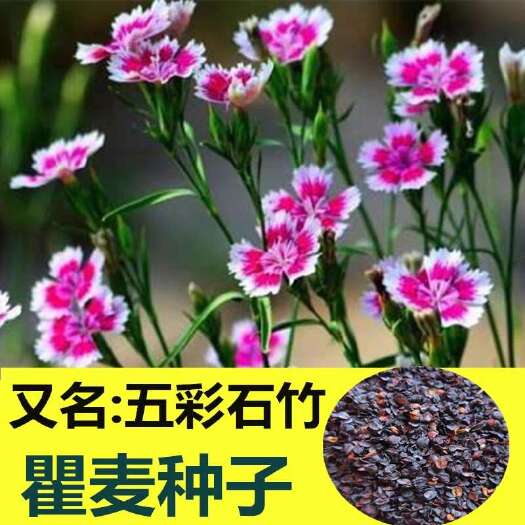 五彩石竹，瞿麦种子，可以绿化，可以药用