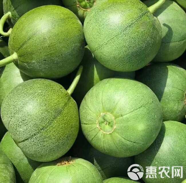 甜瓜苗绿宝玉菇西州蜜网纹甜瓜苗 基地直发 嫁接苗直播苗