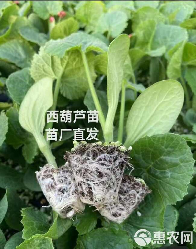 西葫芦种子 越冬早春 瓜条翠绿 角瓜种子