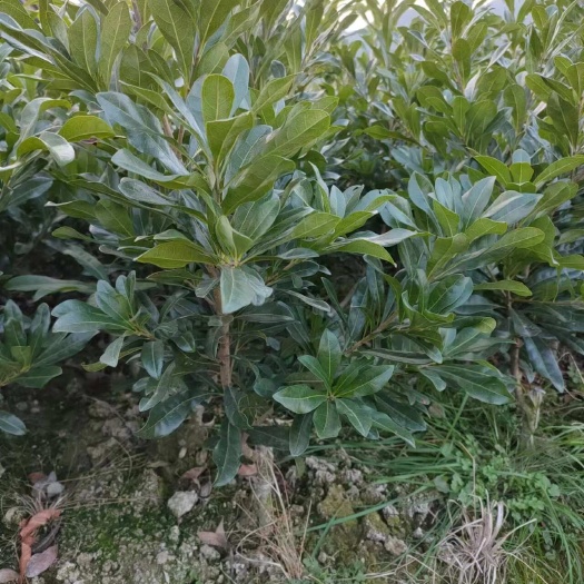 贺州东魁杨梅苗，安海王子，黑炭杨梅苗。