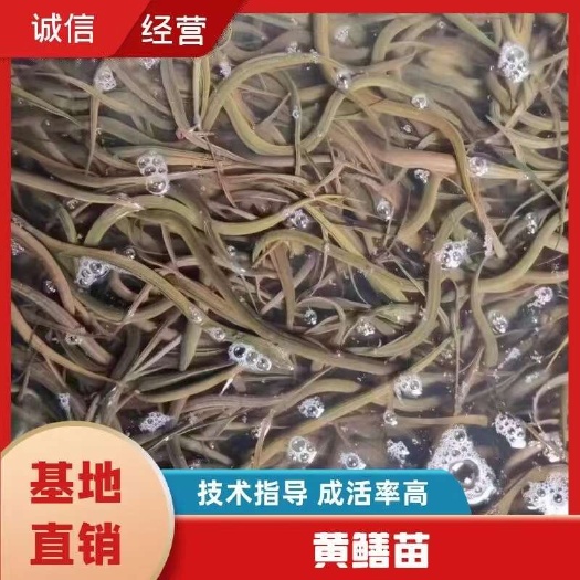 重庆市黄鳝苗 重庆正大九号黄鳝苗直供 鱼场包运输成活 提供技术指导