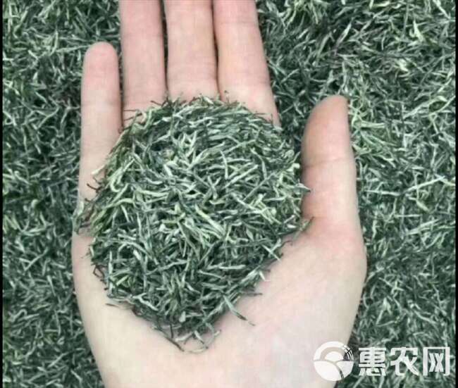 2024新茶 绿茶毛尖茶叶信阳春茶毛尖茶叶明前茶500g