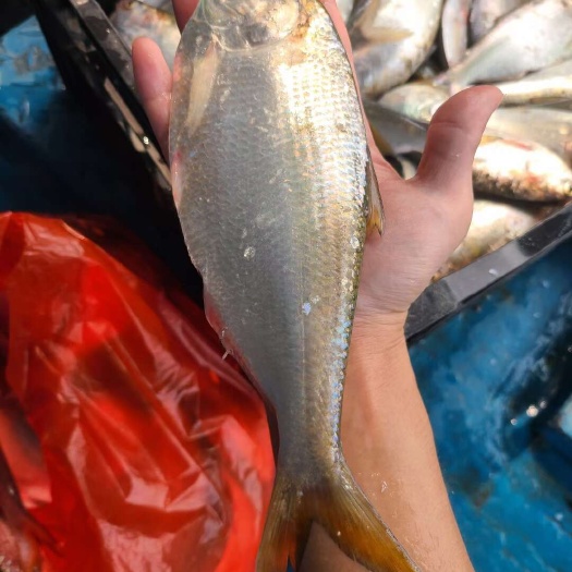 黄鱼花鰶鱼斑鰶鱼流西鱼