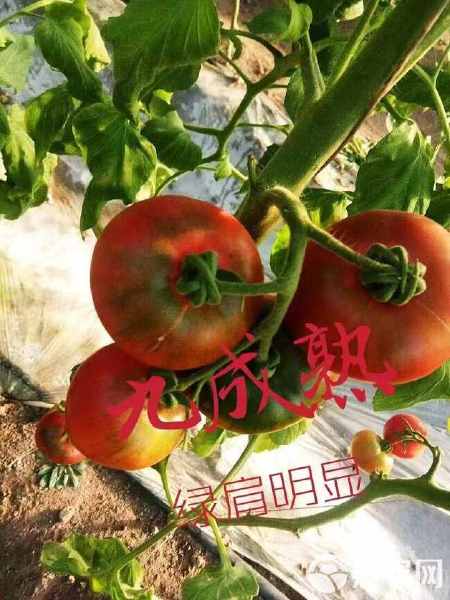 西红柿苗草莓西红柿苗香妃大果口口香小果带绿肩草莓番茄苗