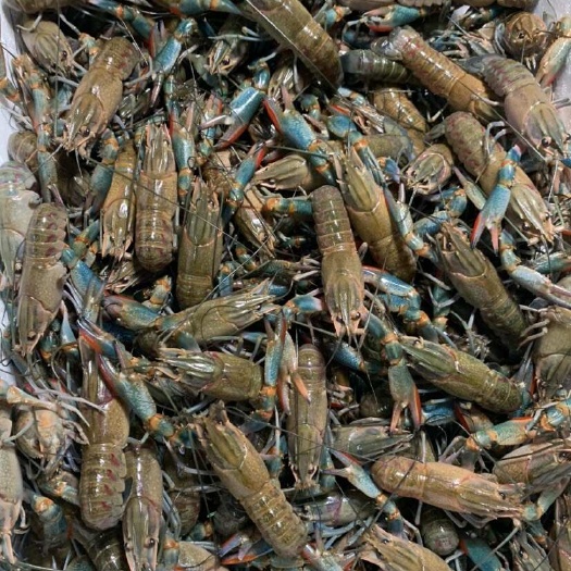  澳洲淡水龙虾