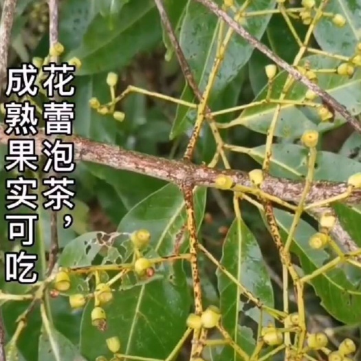 水翁花蕾初始鲜货