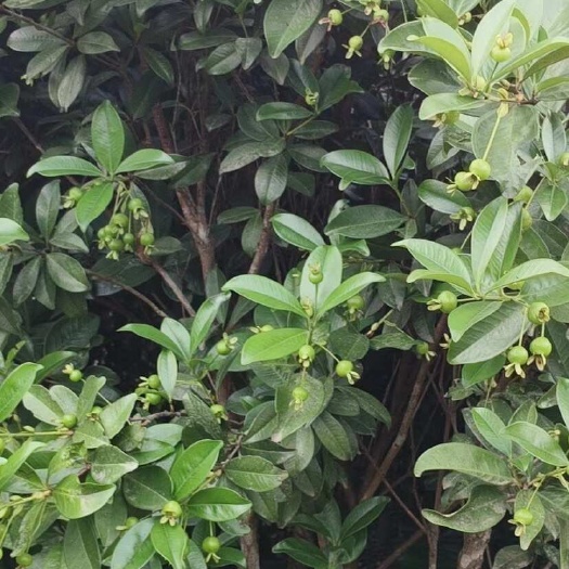 灵山县巴西樱桃树