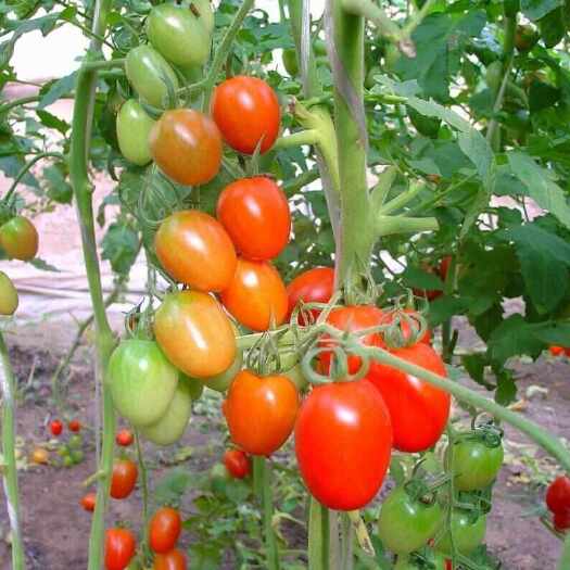 青州市袖珍番茄 小番茄盆栽 死苗补发 量大可优惠
