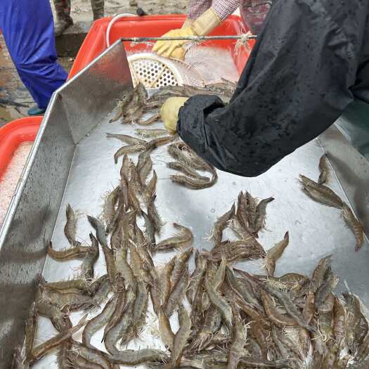  南美白对虾