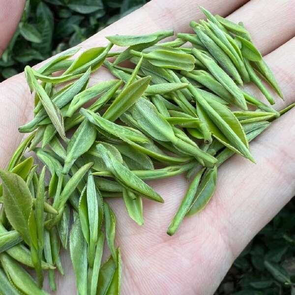 2024新茶 绿茶毛尖茶叶信阳春茶毛尖茶叶明前茶500g