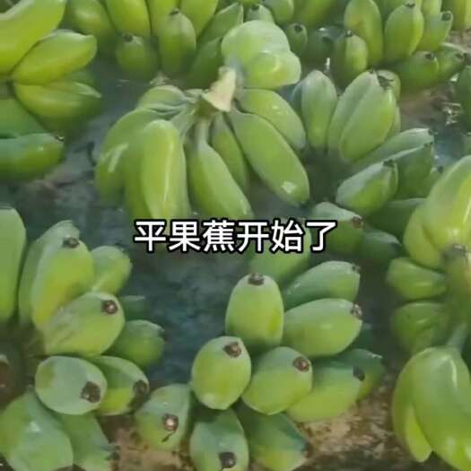 南宁广西南宁平果蕉
