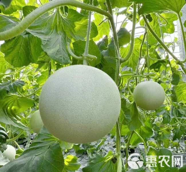 甜瓜苗绿宝玉菇西州蜜网纹甜瓜苗 基地直发 嫁接苗直播苗