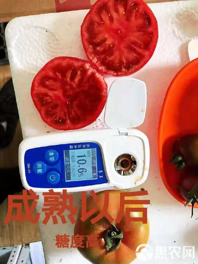 西红柿苗草莓西红柿苗香妃大果口口香小果带绿肩草莓番茄苗