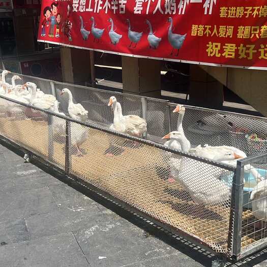 重庆市卖白鹅
