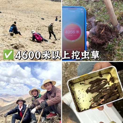 比如县西藏那曲冬虫夏草精品 品质保障 假一赔十 欢迎抢购