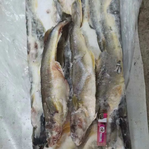 珲春市俄罗斯宽突鳕，原标原签，22kg/件。现货10吨左右